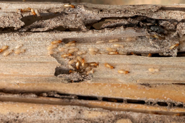 Best Pest Control Cost  in Oxoboxo River, CT