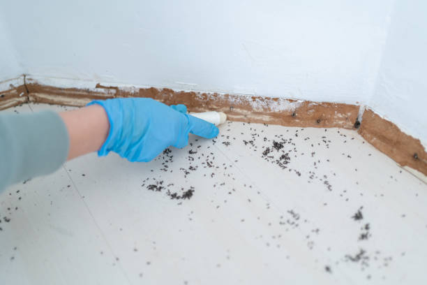 Best Rat Extermination Near Me  in Oxoboxo River, CT